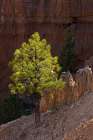 Ponderosa pine and hoodoos Bryce Canyon National Park, Utah. Art Print